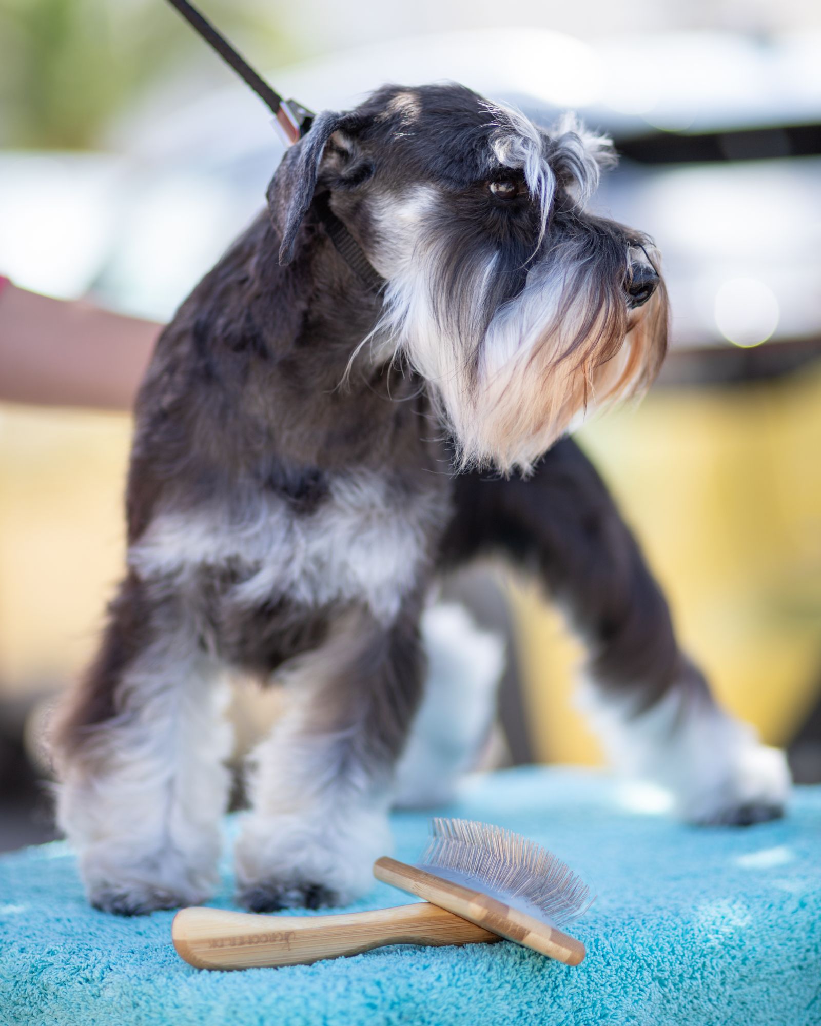 Nytrimmet dværgschnauzer på trimmebordet